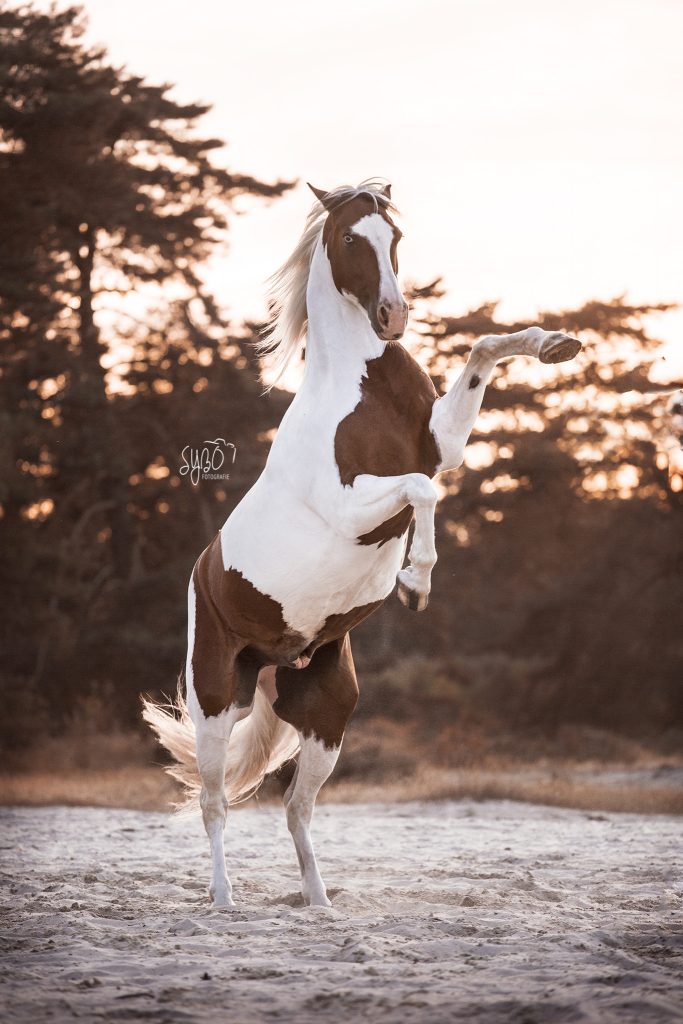 Friesland, Drenthe, Groningen, Paardenfotograaf friesland, Paardenmeisje, paardenfotografie, paardenshoot, paard, paardenfotograaf, paardenportret, paardensport, dressuur, sybofotografie,