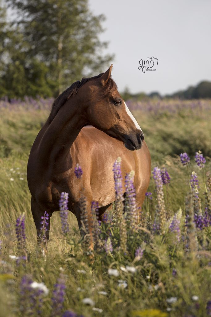 Friesland, Drenthe, Groningen, Paardenfotograaf friesland, Paardenmeisje, paardenfotografie, paardenshoot, paard, paardenfotograaf, paardenportret, sybofotografie, pony